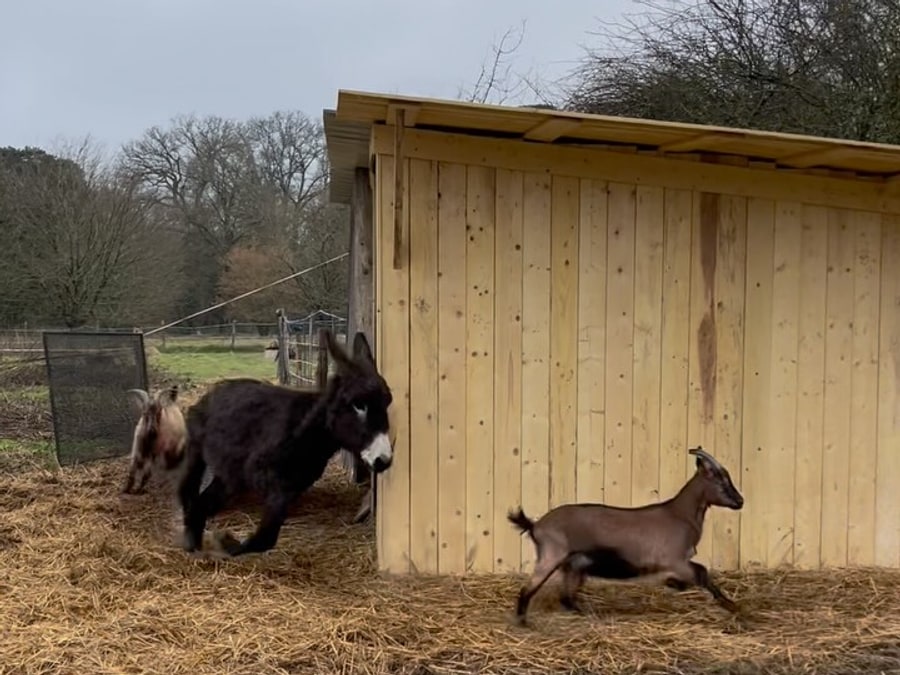 Archie l’âne et une chèvre en train de courir devant leur abri en bois