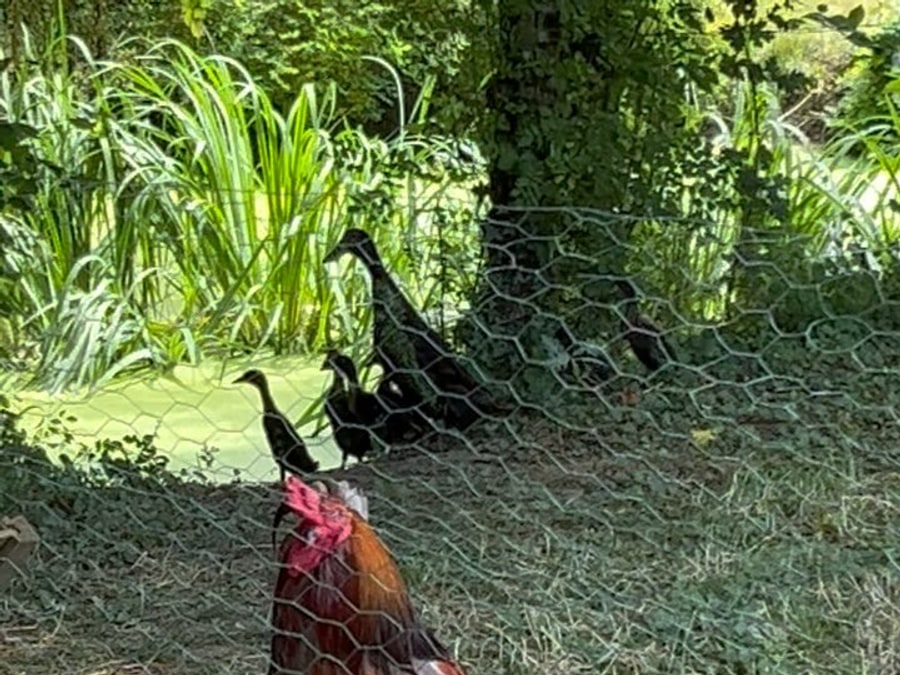 Un coq et une famille de canards dans l’herbe, derrière un grillage, en pleine lumière d’été