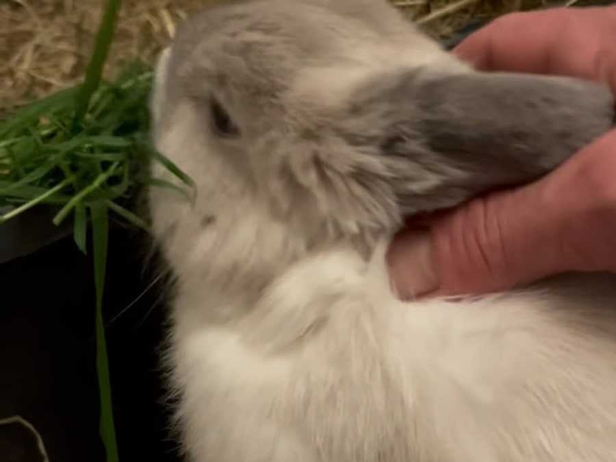 Un lapin bélier gris et blanc en train de manger de l’herbe fraîche