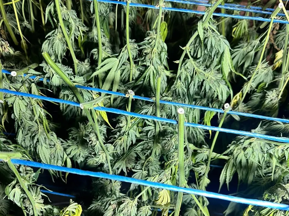 Plants de chanvre qui sèchent tête en bas