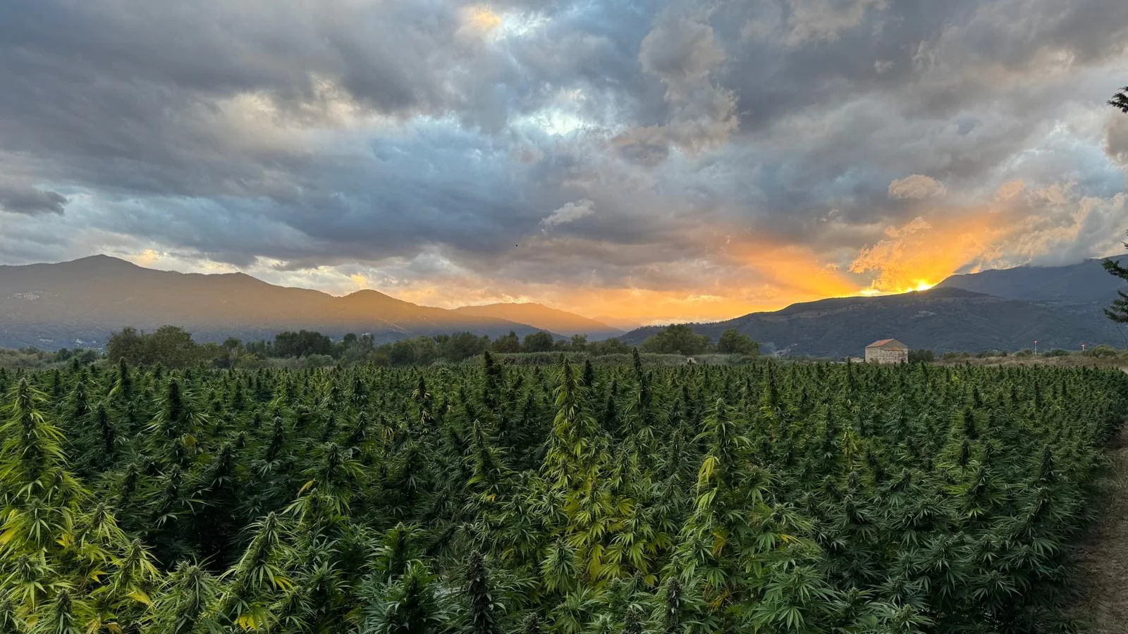 Un champ de chanvre au pied des montagnes, sous un ciel de fin de journée